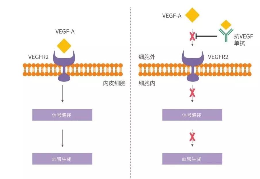 2024澳门原料网站