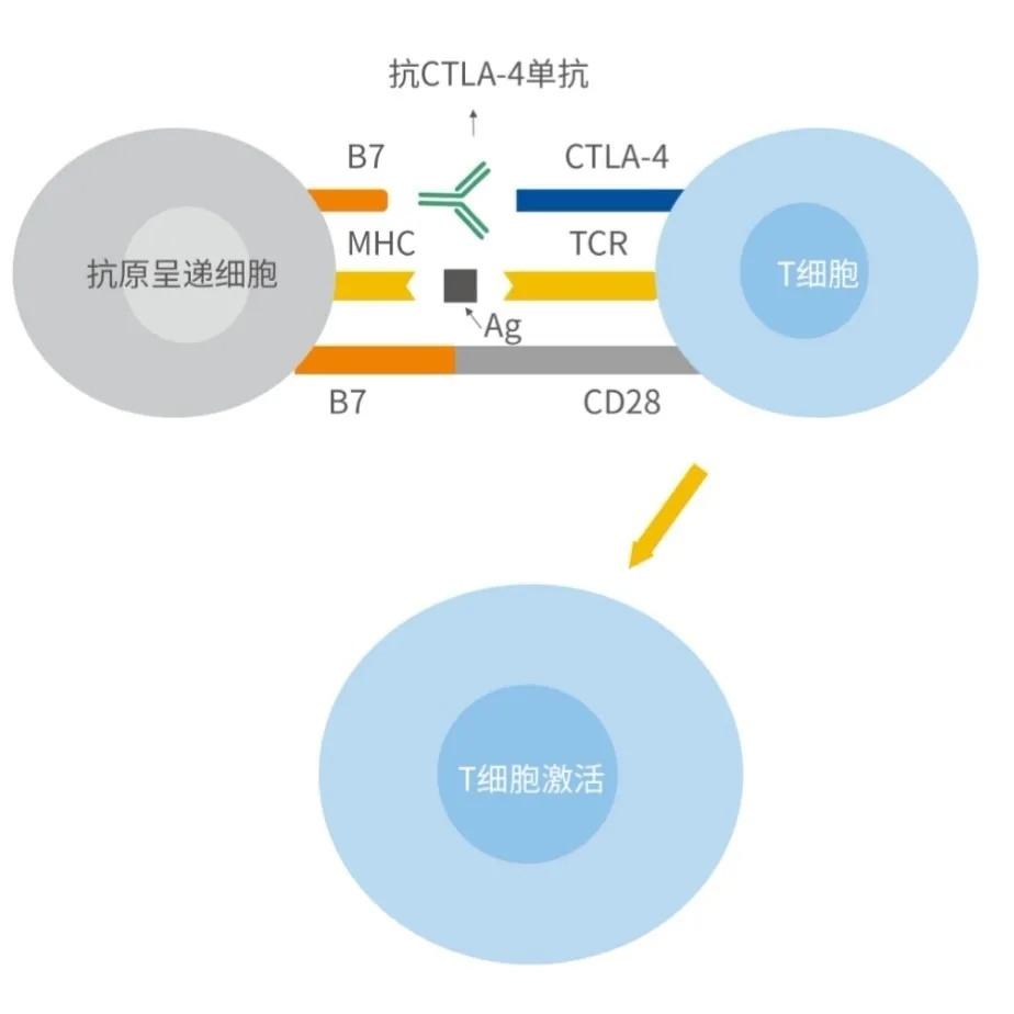 2024澳门原料网站