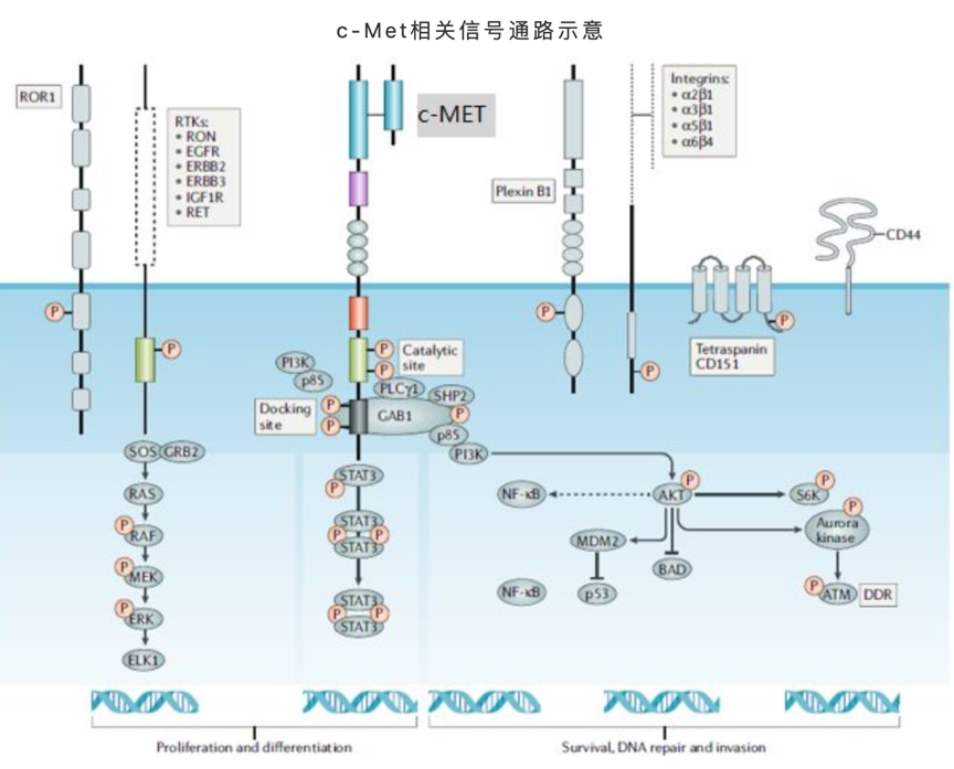 2024澳门原料网站